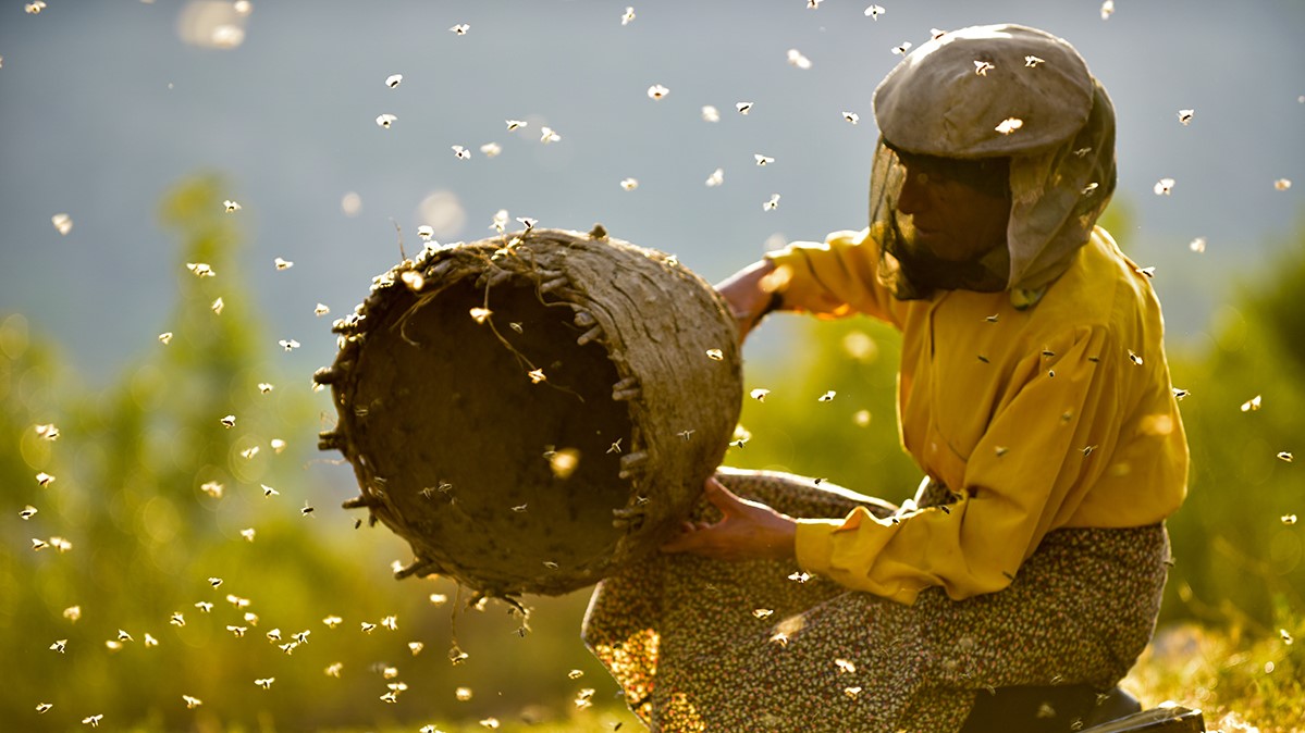 HONEYLAND