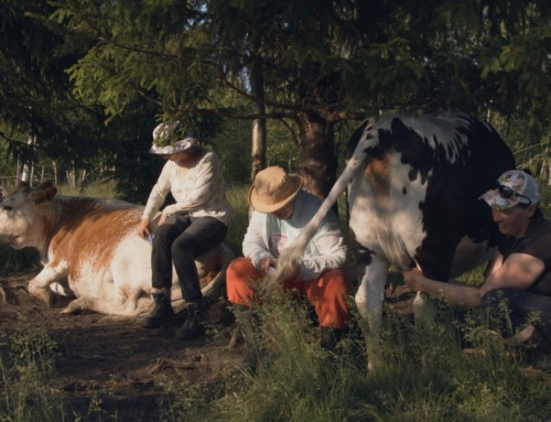Fabulous Cow Ladies